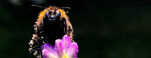 hommel op bloem