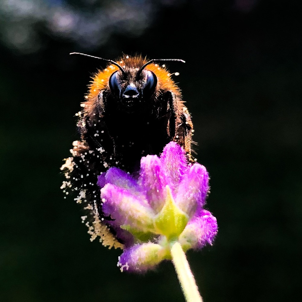 hommel op bloem