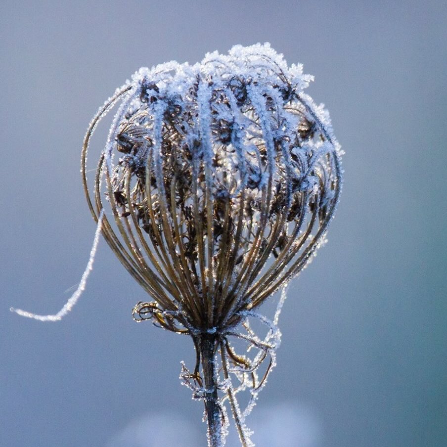 winter - bevroren bloem