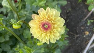Gele dahlia - tuinieren